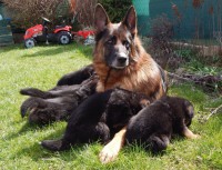 /album/a28-days/stence-e-4tyzdne-051-jpg/